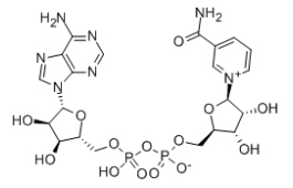 β-Nicotinamide adenine dinucleotide
（NAD）